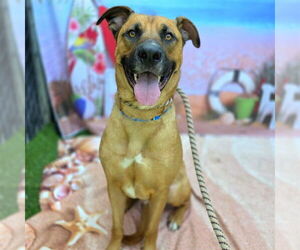 American Pit Bull Terrier-German Shepherd Dog Mix Dogs for adoption in Long Beach, CA, USA
