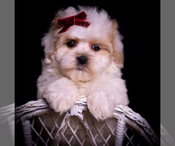 Medium Photo #2 Maltipoo (Miniature) Puppy For Sale in WARSAW, IN, USA