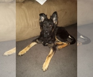 German Shepherd Dog Puppy for sale in GALION, OH, USA