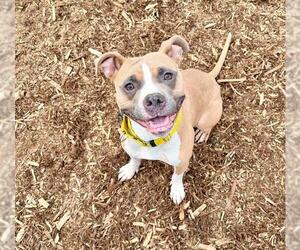 American Pit Bull Terrier Dogs for adoption in Denver, CO, USA