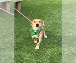 Small Toy Rat Doxie