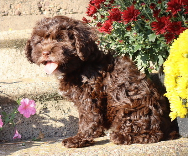 Medium Photo #4 Cavapoo Puppy For Sale in THORP, WI, USA