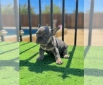 Small #2 French Bulldog