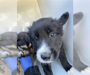 Border Collie-Unknown Mix Dogs for adoption in Houston, TX, USA