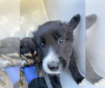 A663813 - Male Border Collie-Unknown Mix Dog for Adoption - Small photo