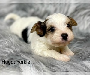 Yorkshire Terrier Puppy for sale in AQUILLA, TX, USA