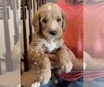 Small #3 Goldendoodle