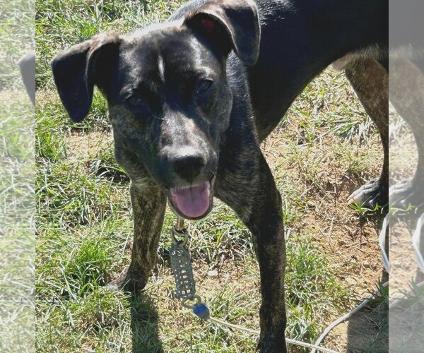 Medium Photo #20 Mutt Puppy For Sale in Woodbury, NY, USA