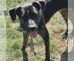 Small Photo #20 Mutt Puppy For Sale in Woodbury, NY, USA