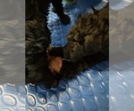 Small #7 Goldendoodle