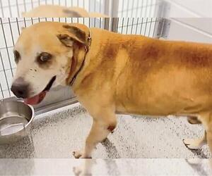 Labrador Retriever-Unknown Mix Dogs for adoption in Houston, TX, USA