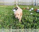 Small Photo #16 Golden Retriever Puppy For Sale in RICHMOND, TX, USA