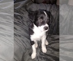 Puppy 6 Border Collie-Jack Russell Terrier Mix