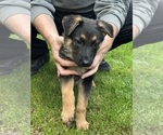 Small Photo #3 German Shepherd Dog Puppy For Sale in GREENWICH, NY, USA
