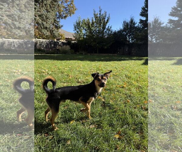 Medium Photo #3 Chihuahua Puppy For Sale in Sandy, UT, USA
