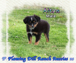 Puppy Altan Bernese Mountain Dog