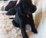 Small Photo #18 Labradoodle Puppy For Sale in NORCO, CA, USA