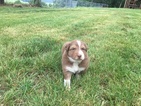 Small Photo #1 Australian Shepherd Puppy For Sale in FORT PAYNE, AL, USA