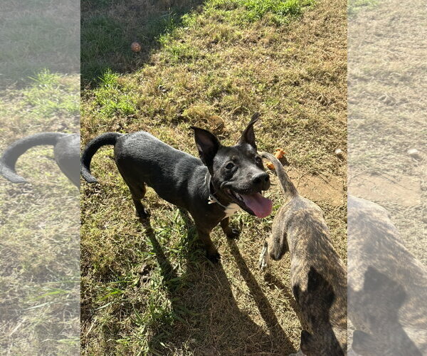 Medium Photo #1 American Staffordshire Terrier-Feist Terrier Mix Puppy For Sale in Jackson, MS, USA