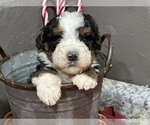 Small Photo #19 Bernedoodle Puppy For Sale in ATHENS, WI, USA