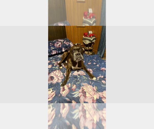 Medium Photo #1 Boxer Puppy For Sale in Austin, TX, USA