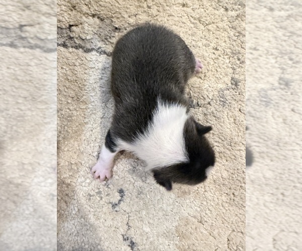 Medium Photo #7 Boston Terrier Puppy For Sale in FREDONIA, KS, USA