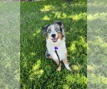 Small #5 Australian Shepherd