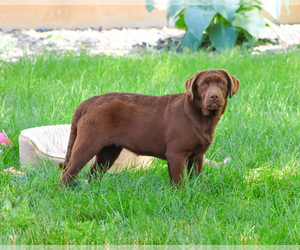 Labrador Retriever Puppy for sale in SYRACUSE, IN, USA