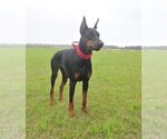 Small #18 Doberman Pinscher