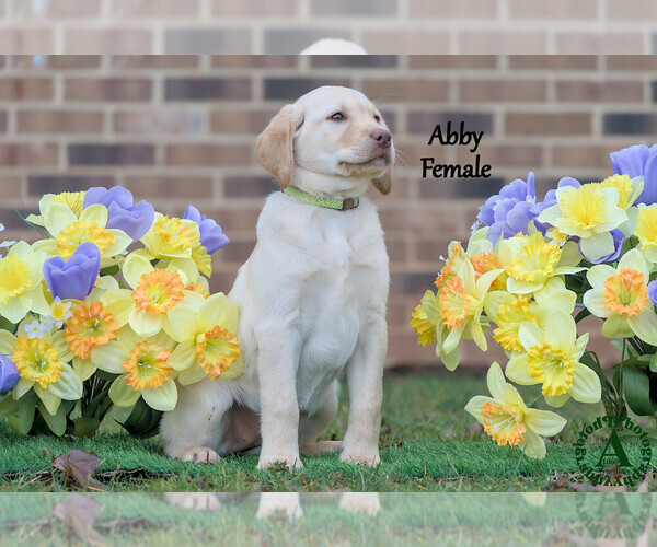 Medium Photo #16 Labrador Retriever Puppy For Sale in BRIDGEWATER, VA, USA