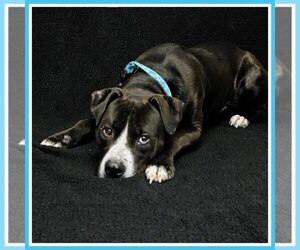 American Pit Bull Terrier-Labrador Retriever Mix Dogs for adoption in Spring Lake, NJ, USA