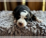 Puppy Puppy 1 Bernedoodle-Greater Swiss Mountain Dog Mix
