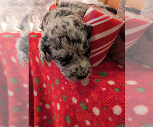 Medium Photo #6 Aussiedoodle Puppy For Sale in SPARTA, MO, USA