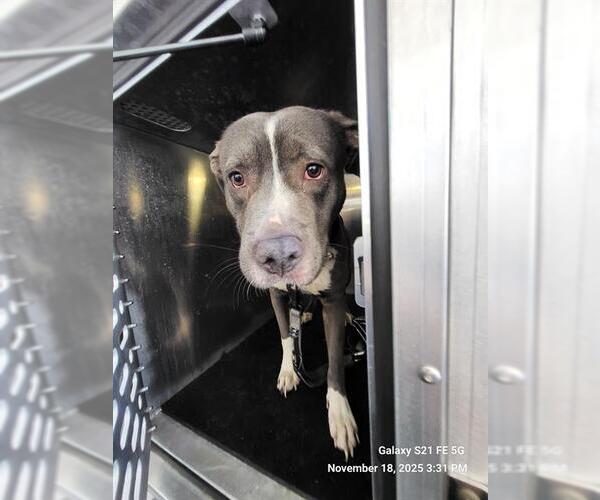 Medium Photo #1 American Staffordshire Terrier-Unknown Mix Puppy For Sale in San Antonio, TX, USA
