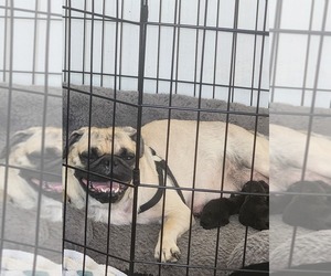 Mother of the Pug puppies born on 09/26/2025