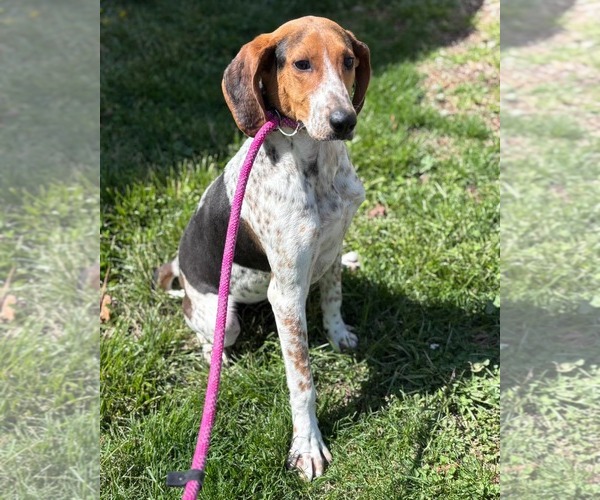 Medium Photo #14 Mutt Puppy For Sale in Rustburg, VA, USA