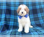 Small #3 Poodle (Miniature)