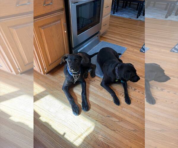 Medium Photo #15 Labrador Retriever-Unknown Mix Puppy For Sale in San Diego, CA, USA