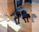 Small #14 Labrador Retriever Mix