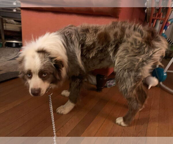 Medium Photo #4 Australian Shepherd Puppy For Sale in Rustburg, VA, USA