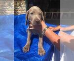Small Photo #3 Weimaraner Puppy For Sale in SHELBYVILLE, IN, USA