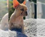 Small Photo #19 French Bulldog Puppy For Sale in BATON ROUGE, LA, USA