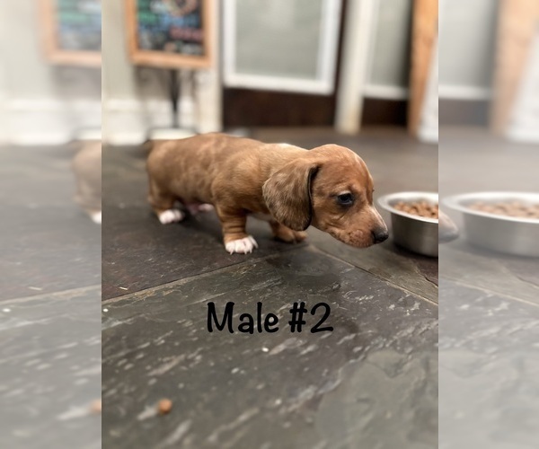 Medium Photo #2 Dachshund Puppy For Sale in WILLIAMSBURG, VA, USA