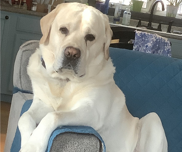 Medium Photo #1 Great Dane-Labrador Retriever Mix Puppy For Sale in OCEANPORT, NJ, USA