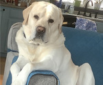 Small Photo #1 Great Dane-Labrador Retriever Mix Puppy For Sale in OCEANPORT, NJ, USA