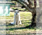 Small #5 Great Pyrenees
