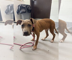 American Pit Bull Terrier-Unknown Mix Dogs for adoption in Corpus Christi, TX, USA