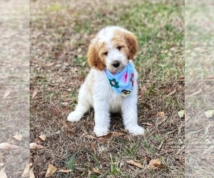 Goldendoodle Puppy for sale in CHESNEE, SC, USA