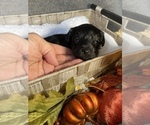 Small Photo #11 YorkiePoo Puppy For Sale in FENTON, MI, USA