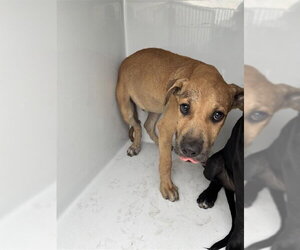 Black Mouth Cur Dogs for adoption in Houston, TX, USA